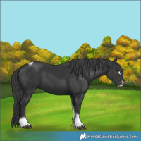 Horse Color:Black Tobiano Frame 