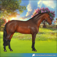Horse Color:Bay 