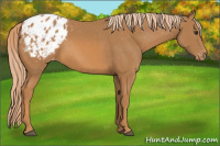 Horse Color:Chestnut Blanket 