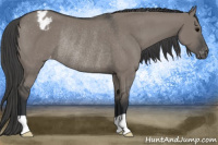 Horse Color:Grullo Appaloosa Rabicano