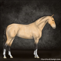 Horse Color:Buckskin Roan 