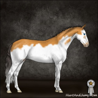 Horse Color:Buckskin Splash Frame 