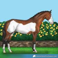 Horse Color:Bay Frame 