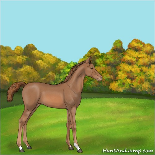 Horse Color:Red Roan Appaloosa 