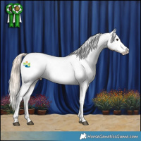 Horse Color:Chestnut Appaloosa 