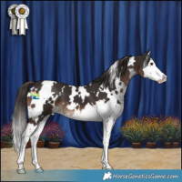 Horse Color:White Spotted Liver Chestnut Splash 