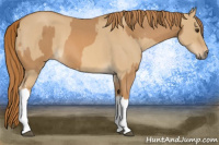 Horse Color:Red Roan  and Red Dun Roan 