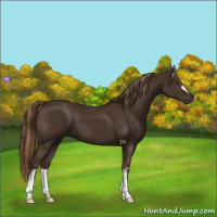 Horse Color:Liver Chestnut  and Liver Chestnut 