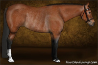 Horse Color:Gray Bay Rabicano 