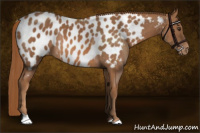 Horse Color:Chestnut Appaloosa Rabicano 