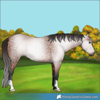 Horse Color:Gray Bay 