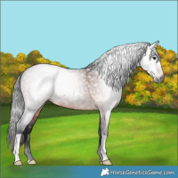 Horse Color:Gray Bay Roan Rabicano 