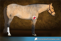 Horse Color:Buckskin Roan 
