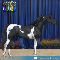 Horse Color:Black Tobiano 