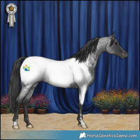Horse Color:Blue Roan Appaloosa 
