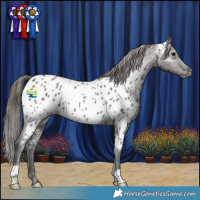 Horse Color:Grullo Appaloosa 