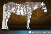 Horse Color:Silver Black Sabino 