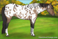 Horse Color:Bay Roan Dun Tobiano Appaloosa 