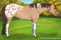 Horse Color:Bay Roan Dun Tobiano Appaloosa 