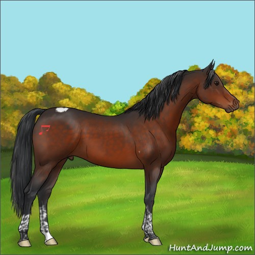 Horse Color:Brown Tobiano 