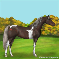 Horse Color:Silver Brown Tobiano Rabicano 