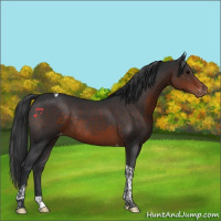 Horse Color:Brown Tobiano Varnish Rabicano 