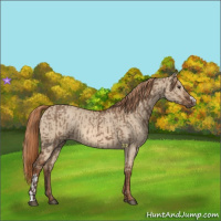 Horse Color:Liver Red Dun  and Red Dun 