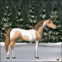 Horse Color:Bay Pearl Tobiano 