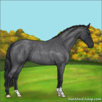 Horse Color:Blue Roan 