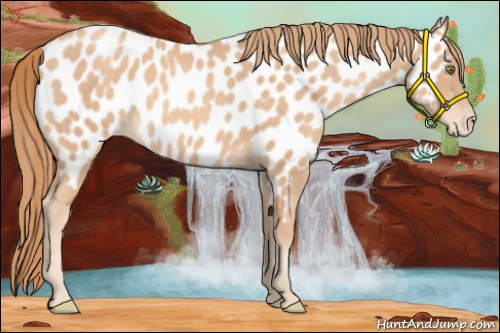 Horse Color:Gold Champagne Appaloosa 