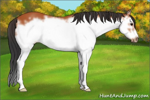 Horse Color:Bay Sabino Splash Frame 
