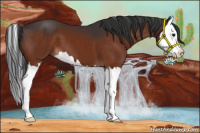 Horse Color:Brown Sabino Splash 