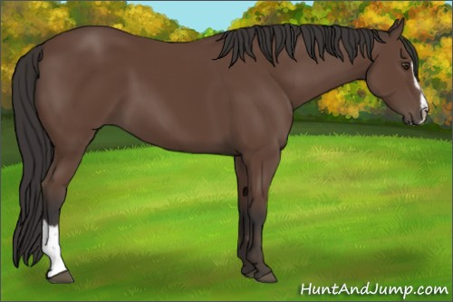 Horse Color:Bay Sabino 