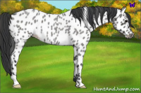 Horse Color:Blue Roan Near Leopard 