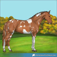Horse Color:White Spotted Chestnut Tobiano 