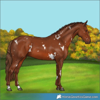 Horse Color:White Spotted Chestnut 
