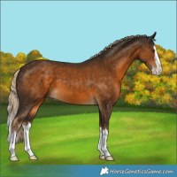 Horse Color:Chocolate Palomino Splash 