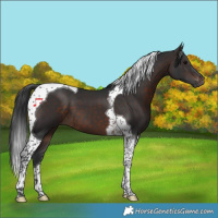 Horse Color:Brown Tobiano 