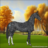 Horse Color:Black Tobiano Appaloosa 