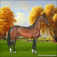 Horse Color:Brown Tobiano Appaloosa 