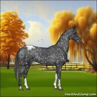 Horse Color:Black Tobiano Snowflake Varnish