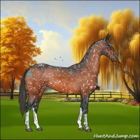 Horse Color:Brown Tobiano Appaloosa 