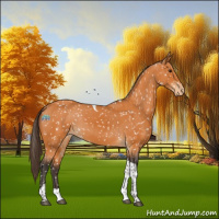 Horse Color:Buckskin Tobiano Appaloosa