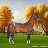 Horse Color:Bay Tobiano Appaloosa 