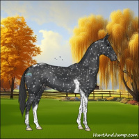 Horse Color:Black Tobiano Appaloosa 
