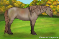 Horse Color:Liver Red Dun Rabicano 