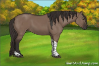 Horse Color:Liver Red Dun Tobiano 