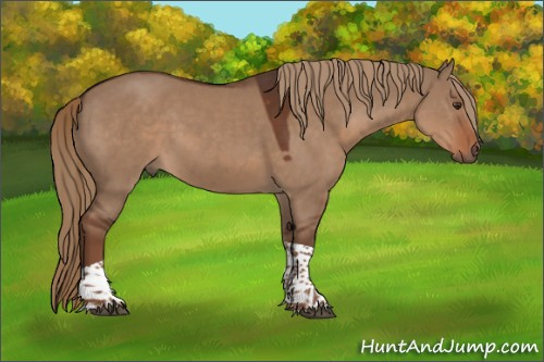 Horse Color:Liver Red Dun Tobiano Rabicano 