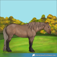 Horse Color:Liver Red Dun Rabicano 