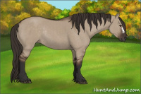 Horse Color:Liver Red Dun Rabicano 